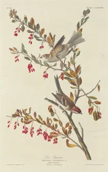 Passero arboricolo