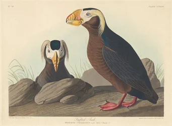 Auk ciuffato