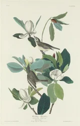 Pigliamosche canoro