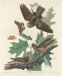 Caprimulgo
