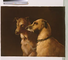 Cani da cervo