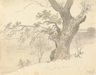Una quercia nel Parco di Englefield