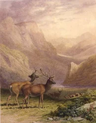 Cervi nelle Highlands
