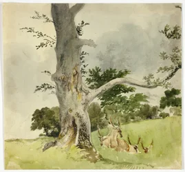 Famiglia di cervi sotto un albero