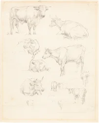 Studi di bovini