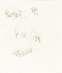 Studi di pecore
