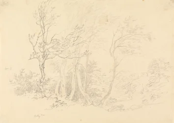 Studio di un agrifoglio