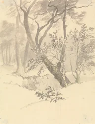 Il Bosco