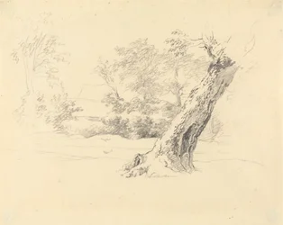 Studio di un albero