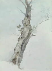 Studio di albero, c.1800-05