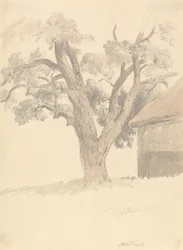 Albero di noce