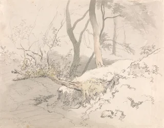 Ombra del bosco