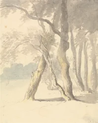 Studio del bosco