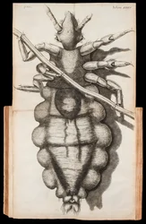 Illustrazione pieghevole di un pidocchio su un capello da 
