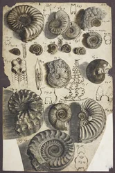 Pietre di serpente (ammoniti)