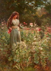 Raccolta di papaveri