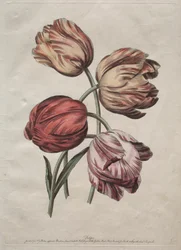 Otto bellissimi gruppi di fiori naturali in contorni di de la Cour: Tulipani