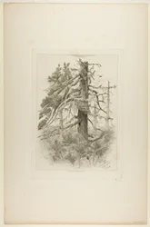 Vecchi alberi a Naushon Island