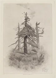 Vecchi alberi a Naushon Island [tavola 2]