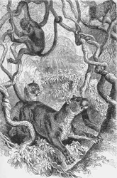 Il puma, c. 1885, 1890