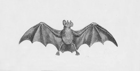 Pipistrello vampiro, c1885, 1890