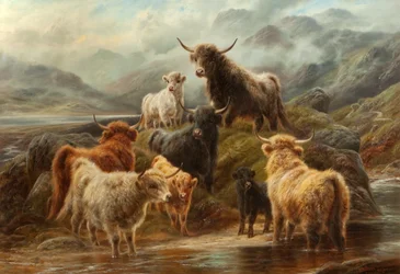 Bovini delle Highlands, 1894