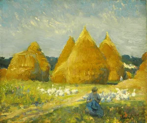 Raccolta di oche