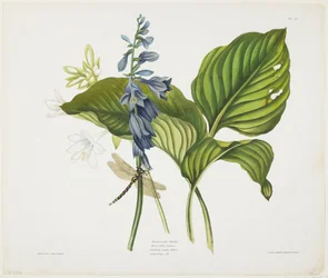 Hostas comuni e libellula inglese