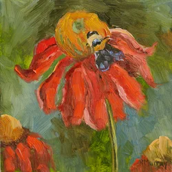 Kismet Coneflower, 2023