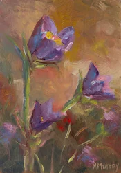 Crocus della prateria, 2023