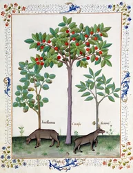 Nocciolo (sinistra) e ciliegio (centro), illustrazione dal Libro delle Semplici Medicine di Mattheaus Platearius