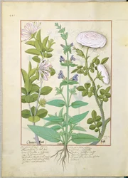 Caprifoglio, Salvia e Rosa, illustrazione da 