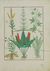 Ms Fr. Fv VI #1 fol.125r Prima fila: Mais, Equiseto e Labruscae flos. Seconda fila: Margherita, Jarus e Maggiorana, illustrazione da Il libro semplice delle medicine, di Mattheaus Platearius (m. c.1161) c.1470
