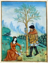 La raccolta del balsamo. Un uomo raccoglie la resina, o linfa, che scorre da un albero (Flora: balsamiera), usata per la medicina, mentre una donna la mette in una botte. Miniatura nel Libro dei semplici medici (Folio 187v) ca. 1520-1530. Miniato da Testar