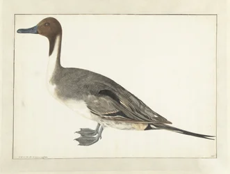 Anatra codone