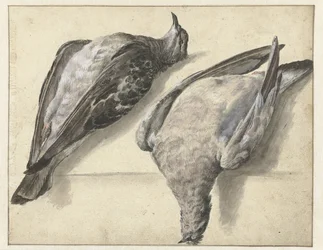 Due piccioni morti