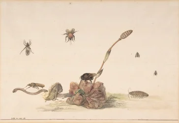 Vari insetti vicino a un fungo