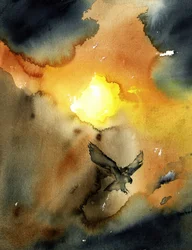 Aquila in volo al tramonto