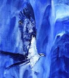 Flying Blue Osprey