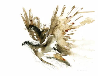 Acquerello Flying Hawk