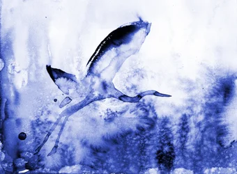 Grazioso airone blu