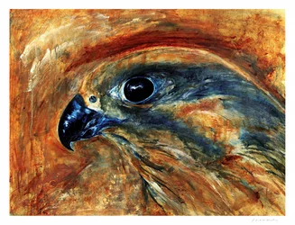 Occhio di falco
