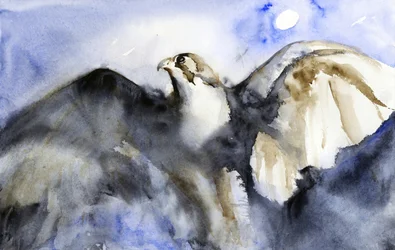 Il maestoso volo del falco