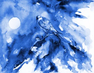 Falco blu al chiaro di luna