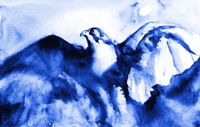 Il falco blu in volo