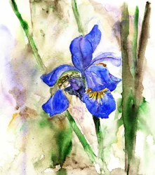 Iris blu brillante