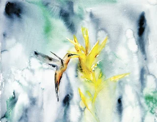 Fioritura vivace del colibrì