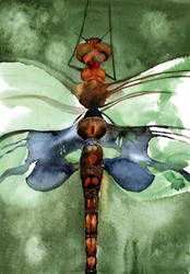 Una vivace libellula ad acquerello
