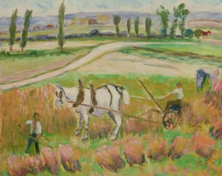 Raccolta con un cavallo bianco