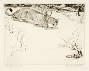 Bob-bianco e Puma